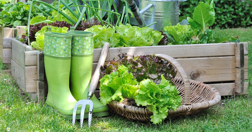 How to start a vegetable patch